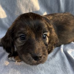 Luke - Brindle male Dachshund puppy in Nashville, Tennessee from Mini Browne Dachshunds