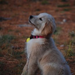 Golden Retriever Puppies from Clew Bay Golden Retrievers