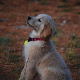 Golden Retriever Puppies from Clew Bay Golden Retrievers