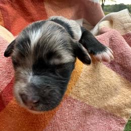 Female 4 - Blue merle female Aussiedoodle puppy in Lexington, Alabama from Johnson’s Highland Pride Aussiedoodles