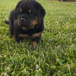 Storm - Black and mahogany male Rottweiler puppy in Crothersville, Indiana from The Solid Rock Kennel