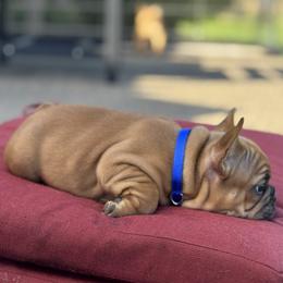 French Bulldog Puppies from Miller Frenchie Farm