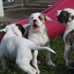 American Bulldog Puppies from Ferocia Kennels