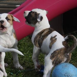 American Bulldog Puppies from Ferocia Kennels