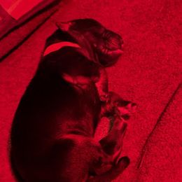 Boy 1 - male German Shepherd puppy in Snohomish, Washington from Wataha Shepherds