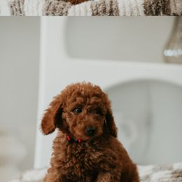 Goldendoodle Puppies from Real Doodles of OC