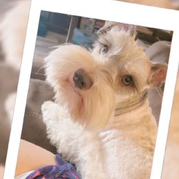 Skirt - Miniature Schnauzer