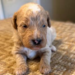 Black collar boy G - Cream male Goldendoodle puppy in Vian, Oklahoma from Dog Days Doodles