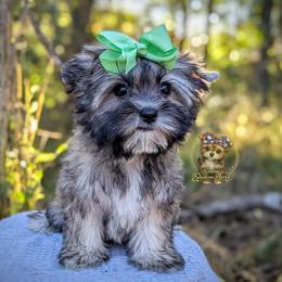 Tumbleweed - Black and tan male Morkie puppy in Barren Springs, Virginia from Seeking Shalom Acres Maltese, Maltipoos & Havamalts