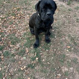 Cobra c - Cane Corso