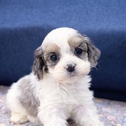 Taffy - Merle male Cockapoo puppy in Berea, Kentucky from Blair’s Furry Friends