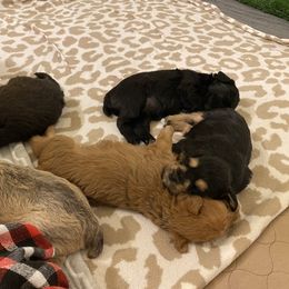 Schnoodle Puppies from Noodle Tings Puppies