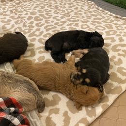 Schnoodle Puppies from Noodle Tings Puppies