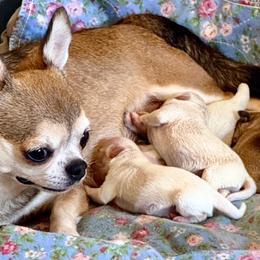 Tito - Cream male Chihuahua puppy in Allentown, Pennsylvania from Tsunami Cockers & Chihuahuas