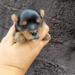 Woody - Black and gold male Yorkshire Terrier puppy in Middleton, Idaho from Rocky Mountain Yorkies