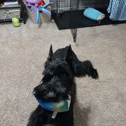 Emy - Black female Giant Schnauzer puppy in Lithia, Florida from Elegy Kennels