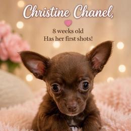 Christine Chanel - Chocolate female Chihuahua puppy in Washington from Amy's Chihuahuas