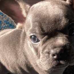 French Bulldogs from Close2perfect
