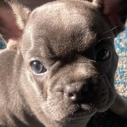 French Bulldogs from Close2perfect