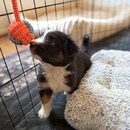 Bolt - Black tri male Miniature American Shepherd puppy in Phoenix, Arizona from Outlaw Minis