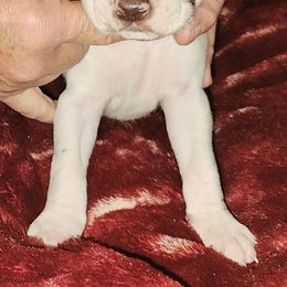 C - White and liver male German Shorthaired Pointer puppy in Glendive, Montana from Lazy Hearts Kennel