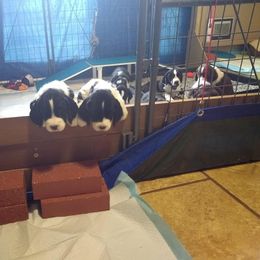 English Springer Spaniels from Chic English Springer Spaniels