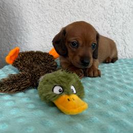 Ducky - Red female Dachshund puppy in Palm Bay, Florida from Anastasia’s Royal Weenies