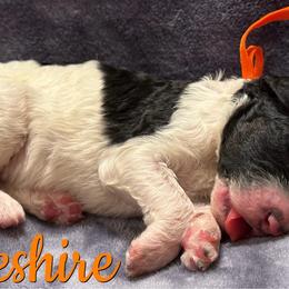 Cheshire - Parti male Poodle puppy in Independence, Kansas from Malone Standard Poodles