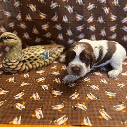 Gus - Liver white and roan male English Springer Spaniel puppy in Braidwood, Illinois from A & R Springers