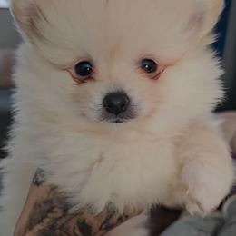 Meringue - White male Pomeranian puppy in Newport News, Virginia from Itty Bitty Poms
