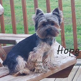 Hope - Yorkshire Terrier