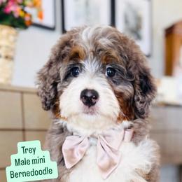 Trey - Merle male Bernedoodle puppy in Port Orange, Florida from Royal doodles of Florida