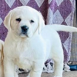 Girl 4 - Yellow female Labrador Retriever puppy in Jamestown, Ohio from Heartlands Quality Labrador Retrievers