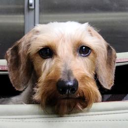 Schmidt - Dachshund