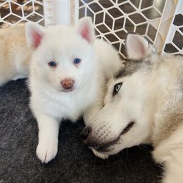 Pomsky Puppies from Goodness Gracious Pomskies