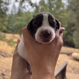 Yosemite - dark blue collar - Liver and white male German Shorthaired Pointer puppy in Mokelumne Hill, California from Underhill GSP