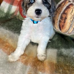 Right blue collar - Merle male Goldendoodle puppy in Ottawa, Ohio from Simply Beautiful Goldendoodles