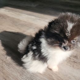 Boy 2 - Tri-colored male Pomeranian puppy in Victorville, California from Star Kid Poms