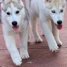 Siberian Husky Puppies from Coral Gables Siberians