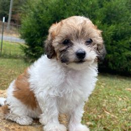 Honey - Parti female Poodle puppy in Alpine, Alabama from Alpine Acres Poodles