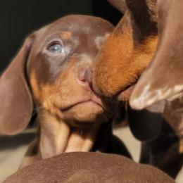 Blueprint J2 - Chocolate and tan female Dachshund puppy in Mountain Grove, Missouri from Blueprint K9 Dachshunds- www.BlueprintK9.com