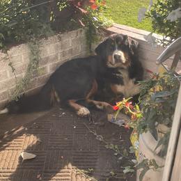 Bernese Mountain Dog All Grown Up from Diamond U Berners