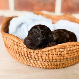 Hershey - Brown male Poodle puppy in Graham, North Carolina from Cyndi’s Poodles