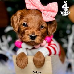 Hope - Red female Double Doodle puppy in Orange, Texas from Walk with Me Doodles