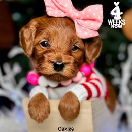 Hope - Red female Double Doodle puppy in Orange, Texas from Walk with Me Doodles