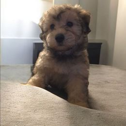 Sammy - Black and tan male Havapoo puppy in Medina, Ohio from Momma's Mastiffs