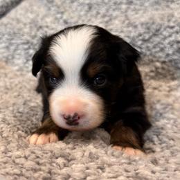 Abe - Black tri male Miniature Australian Shepherd puppy in Athol, Idaho from Northern Aussies