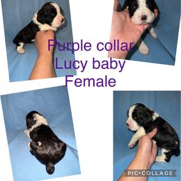 Purple collar black and white - Black and white English Springer Spaniel puppy in Jamestown, Kentucky from Waterworks Springers