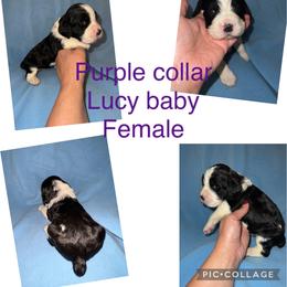 Purple collar black and white - Black and white English Springer Spaniel puppy in Jamestown, Kentucky from Waterworks Springers
