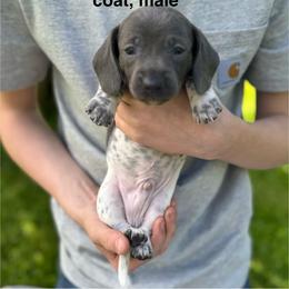 Red collar - Piebald male Dachshund puppy in Johnson, Vermont from RBP Dachshunds